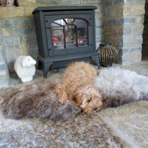 Sheepland Sheepskin Blog 25